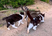 ぶつかり合いながら歩く猫達