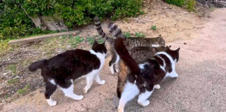 ぶつかり合いながら歩く猫達