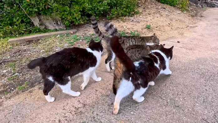 ぶつかり合いながら歩く猫達