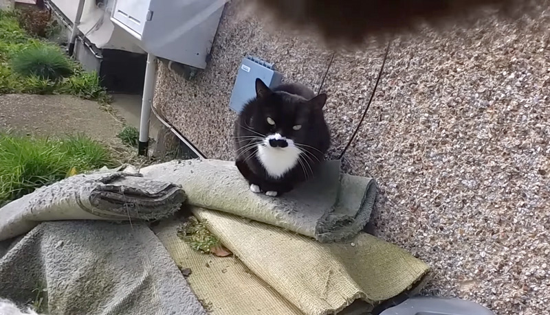 猫との出会い