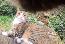 カメラをつけた猫さんが散歩に出かけると… 近所の猫達とのやりとりが面白かった♪ カメラをつけた猫