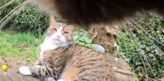 カメラをつけた猫