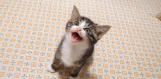 リビングの中心でニャーと叫ぶ子猫