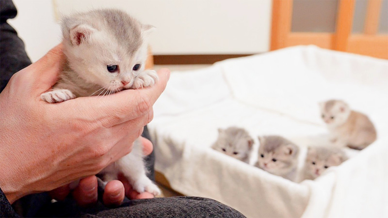 抱っこ待ちする子猫達