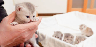 抱っこ待ちする子猫達