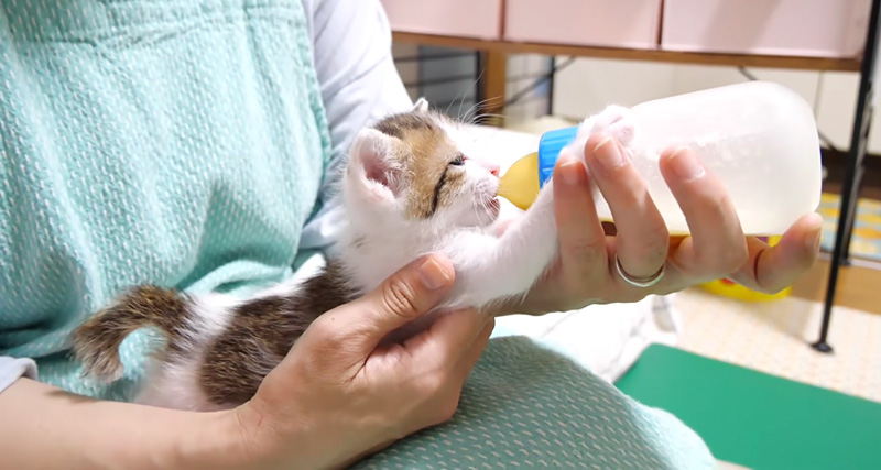ミルクを飲む子猫