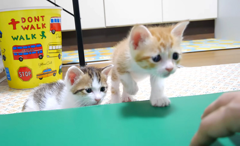 だるまさんが転んだをする子猫