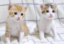 チョコンと座る子猫達