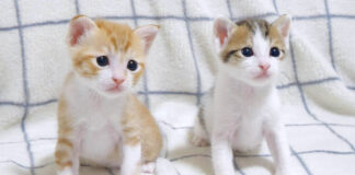 チョコンと座る子猫達