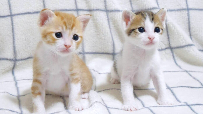 チョコンと座る子猫達