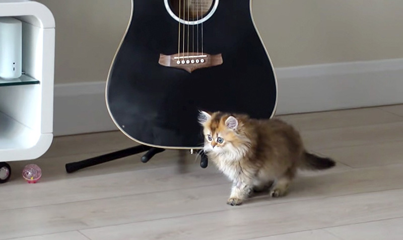 家の中を探索する子猫