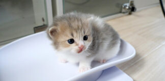 不安で鳴いちゃう子猫