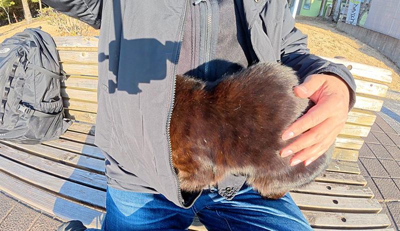 服に潜り込む猫