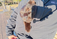 服に潜り込む猫