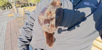 服に潜り込む猫