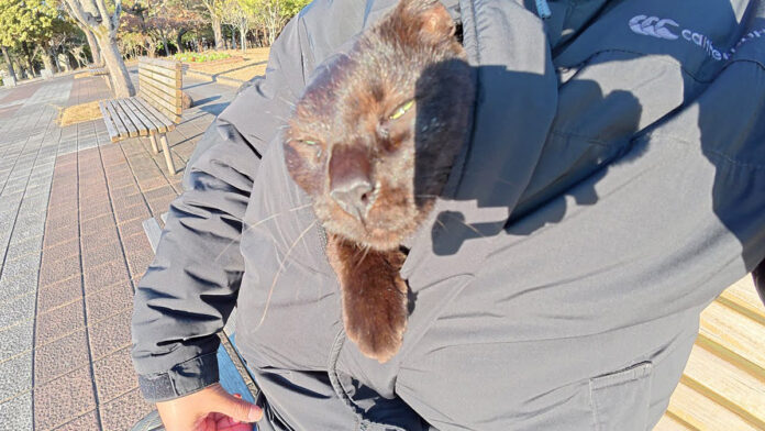 服に潜り込む猫