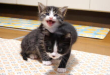 食べてないフリ作戦をする子猫達