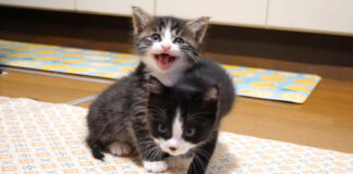 食べてないフリ作戦をする子猫達