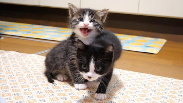 食べてないフリ作戦をする子猫達