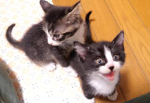 ご飯が待てない子猫達