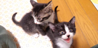 ご飯が待てない子猫達