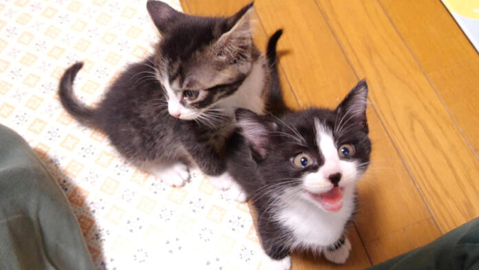 ご飯が待てない子猫達