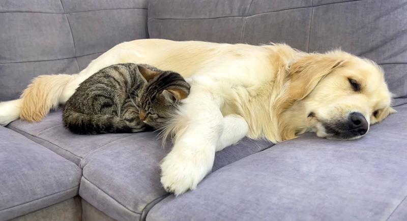 犬に寄り添う猫