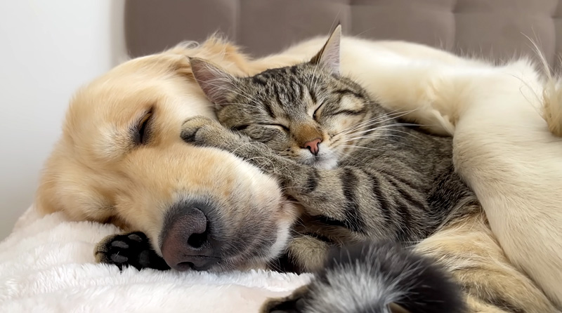 犬に寄り添う猫