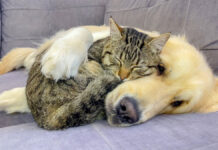 犬に寄り添う猫