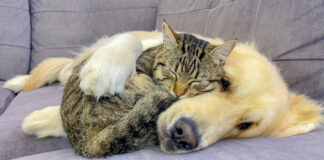 犬に寄り添う猫