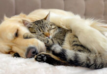 仲良しな犬と猫