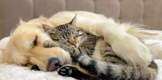 仲良しな犬と猫