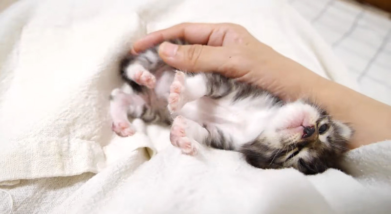 膝の上で甘える子猫