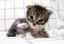 甘えん坊な子猫