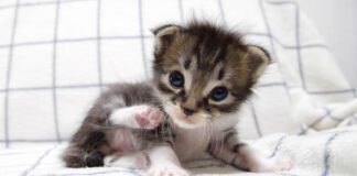 甘えん坊な子猫