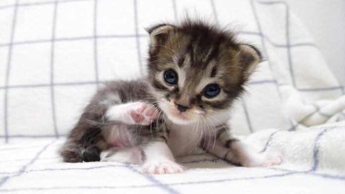 甘えん坊な子猫