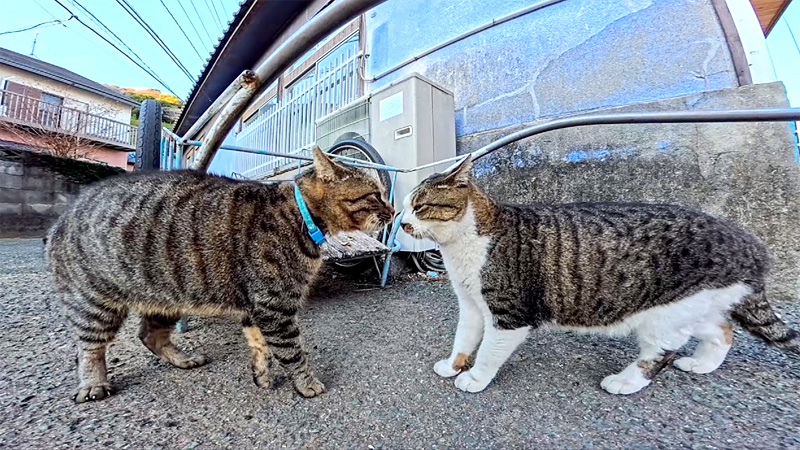 鉢合わせしたライバル猫