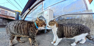 鉢合わせしたライバル猫