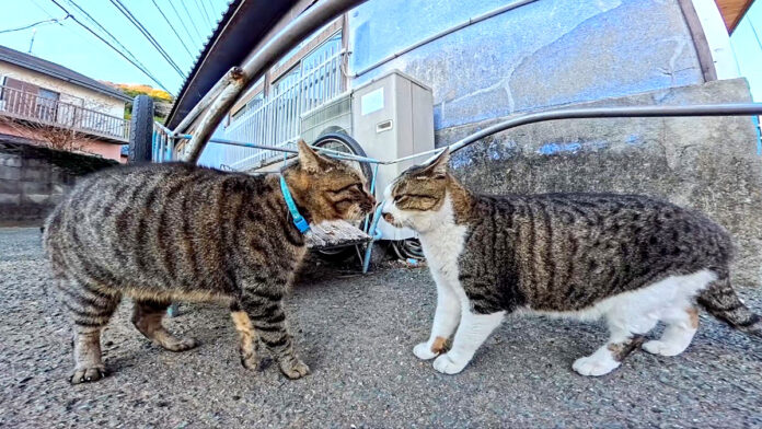 鉢合わせしたライバル猫