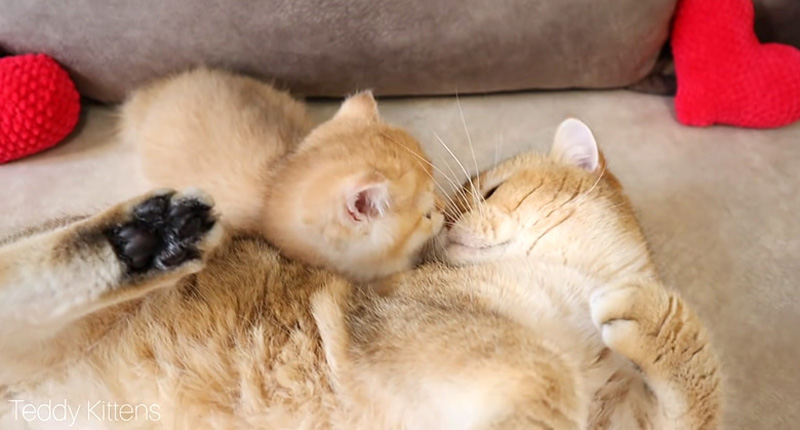 仲良くなった父猫と子猫