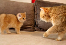 初対面した父猫と子猫