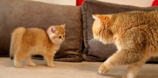 初対面した父猫と子猫