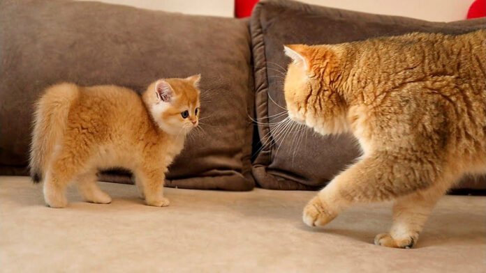 初対面した父猫と子猫