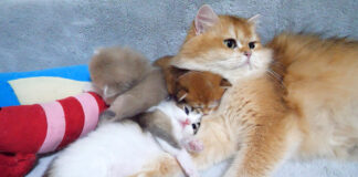 挟まれちゃった子猫