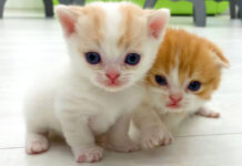 妹に走り方を教える子猫