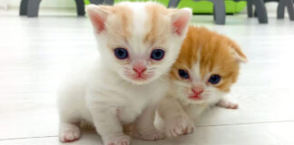 妹に走り方を教える子猫