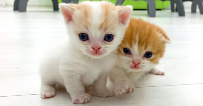 妹に走り方を教える子猫