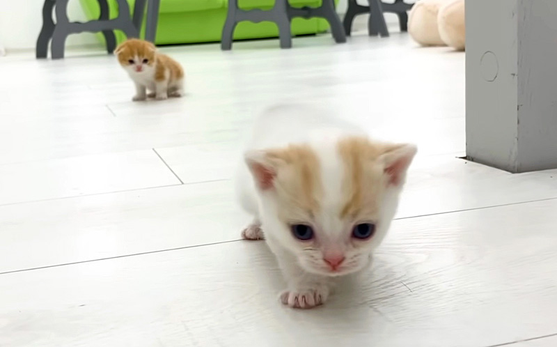 妹に走り方を教える子猫