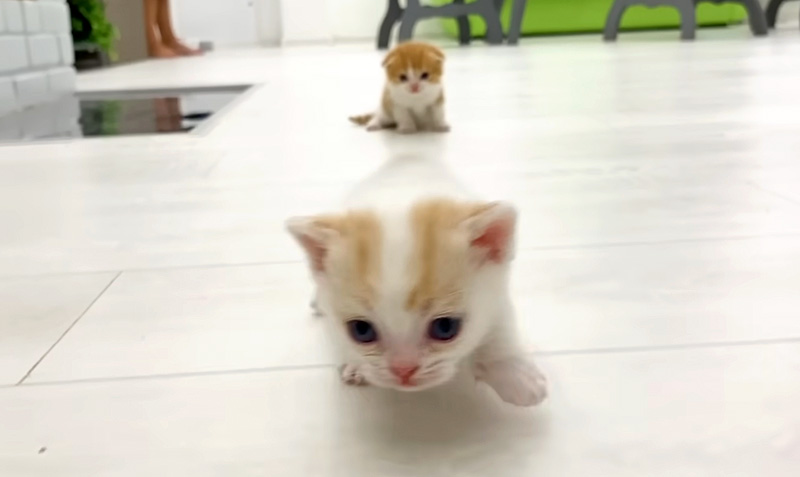 妹に走り方を教える子猫