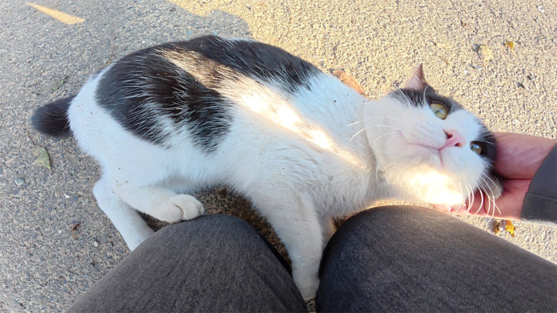 ナデナデされる猫
